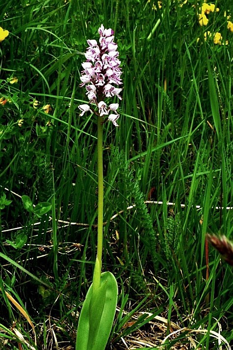 Orchis militaris 155.JPG