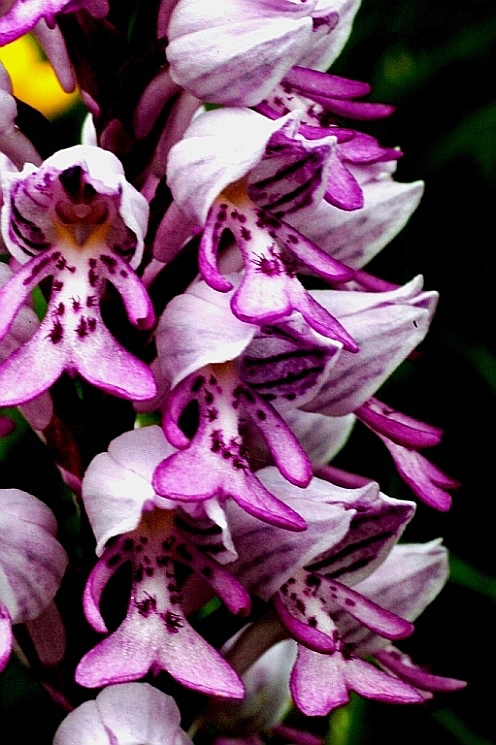 orchis militaris 159.JPG