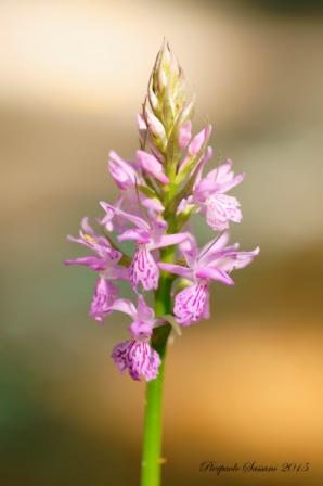 Dactylorhiza maculata (small).jpg