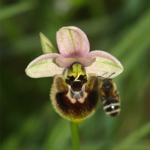 Ophrys-tenthredinifera-01.jpg