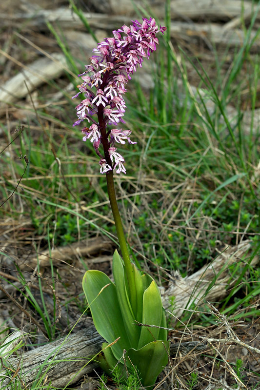 3n-orchis x hybrida-XJ2A9424.jpg