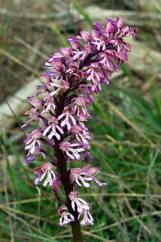 5n-orchis x hybrida-XJ2A9436.jpg