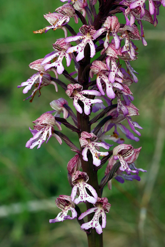 8n-orchis x hybrida-XJ2A9447.jpg