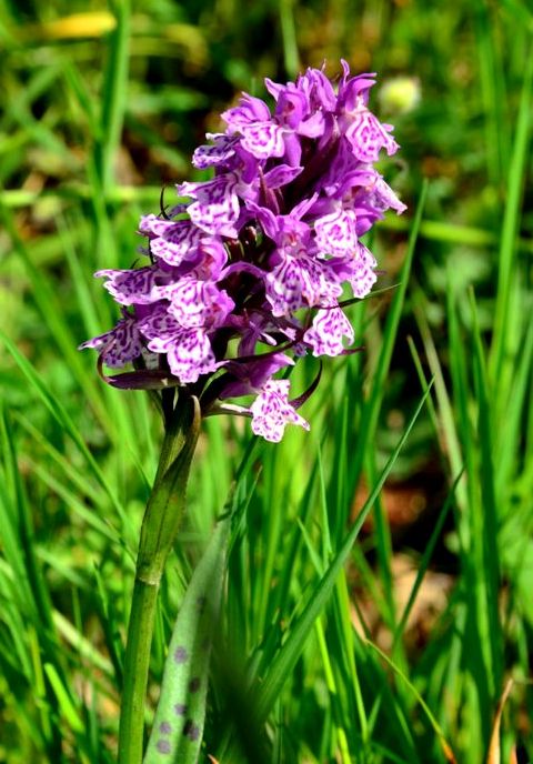 DSC_0048.JPG