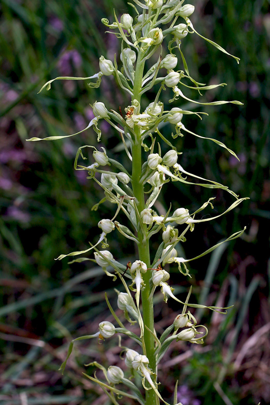 118n-himantoglossum-adriaticum-apocromatico-XMG_0392.jpg