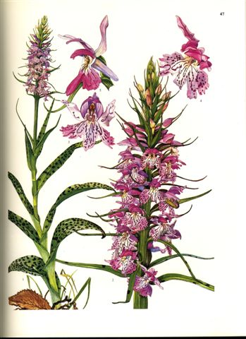 Dactylorhiza gervasiana.jpg