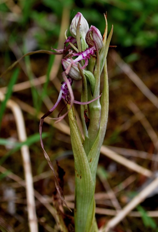 Himantoglossum adriaticum H. Baumann 1978  0004 - Copia.JPG