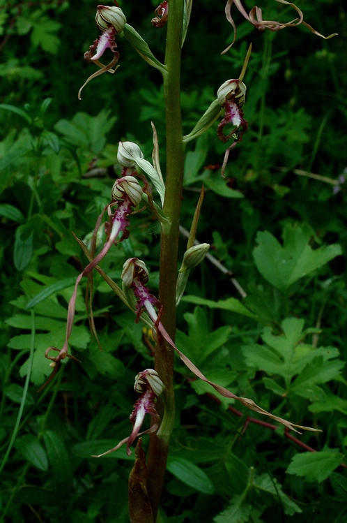 Himantoglossum adriaticum 7427 - Copia.JPG