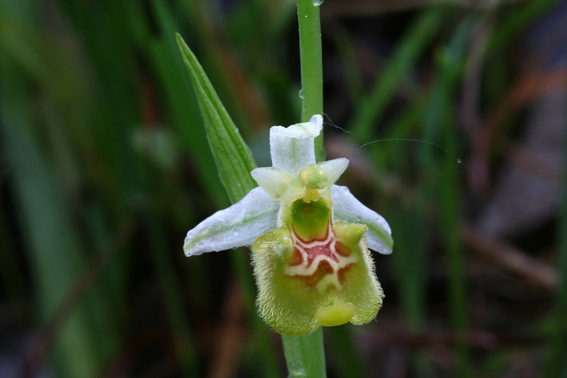 3n-ophrys-holosericea subsp. appennina-apocromatica-XMG_0435.jpg