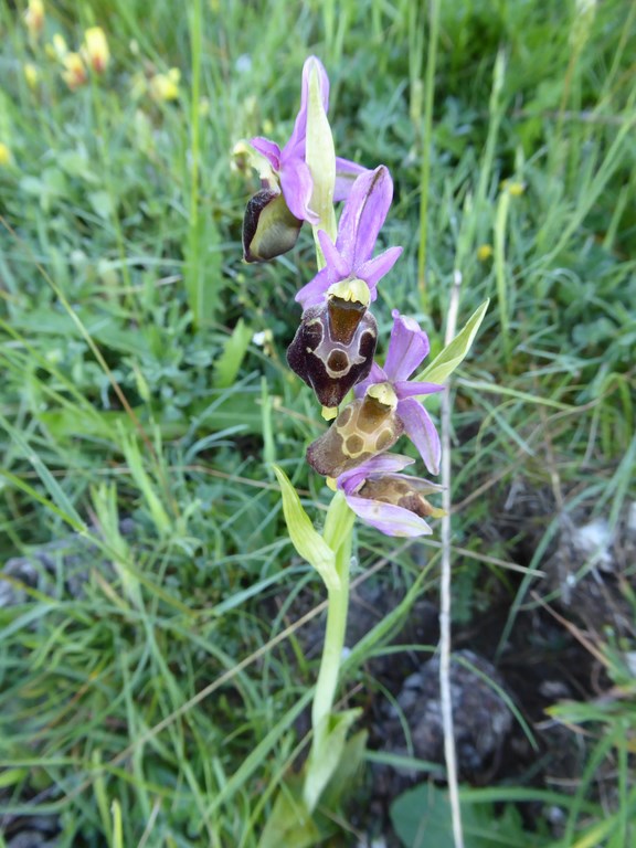 Ofride dei fuchi  (ophrys fuciflora o holosericea) Lago Laceno 2014 (2).JPG