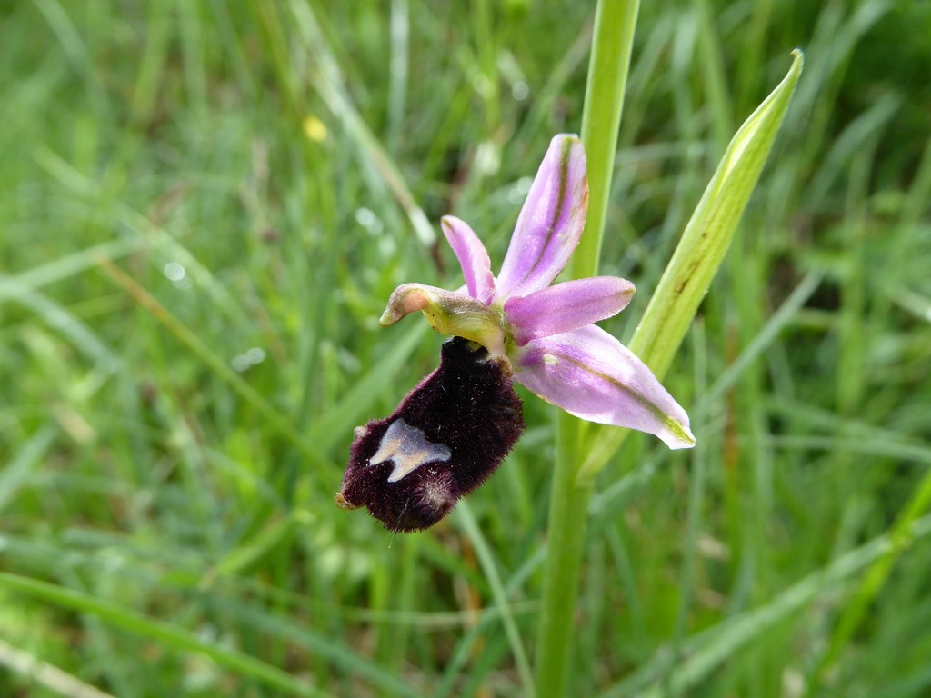 Ofride del Benaco (ophrys bertolonii benacensis)  Luviero Monteacuto 2015  (1).JPG