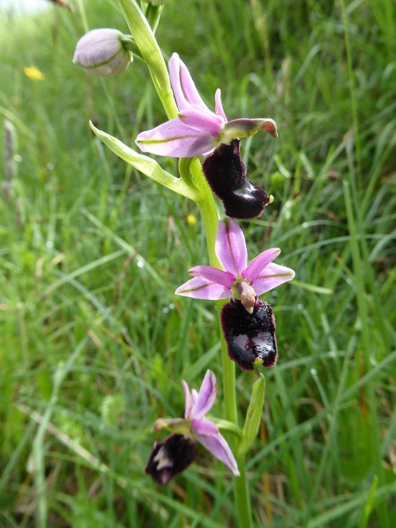 Ofride del Benaco (ophrys bertolonii benacensis)  Luviero Monteacuto 2015  (3).JPG
