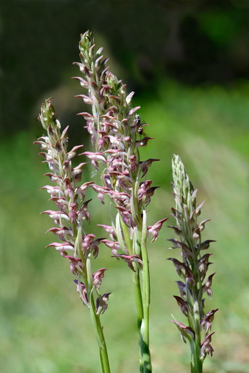 Orchis-coriophora_5.jpg