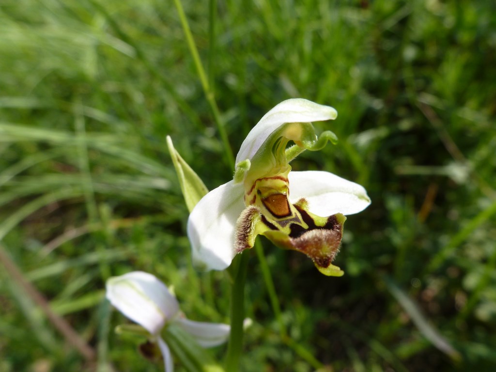 Ophrys apifera x fuciflora Colombara 2013  (1).JPG
