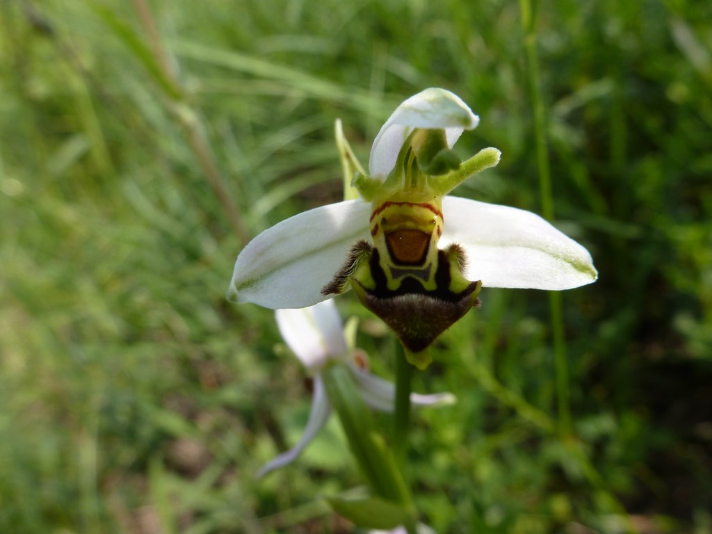 Ophrys apifera x fuciflora Colombara 2013  (2).JPG