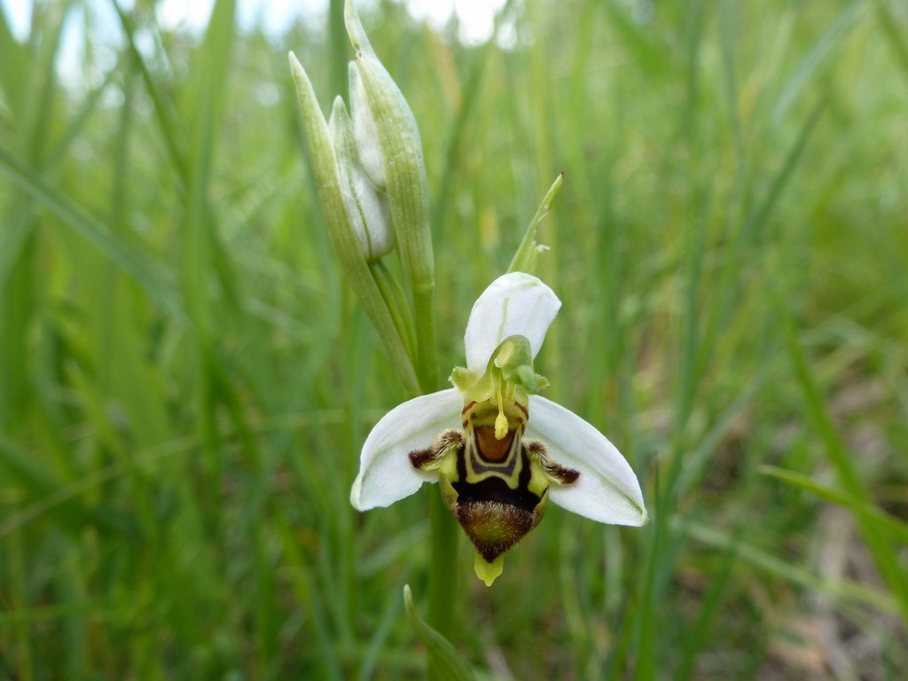 Ophrys apifera x fuciflora Colombara 2013  (3).JPG