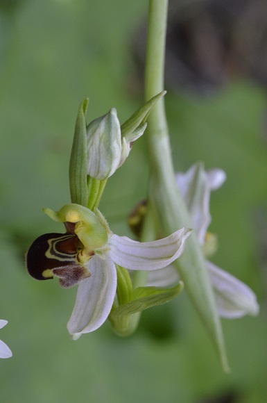 apifera bianca.jpg