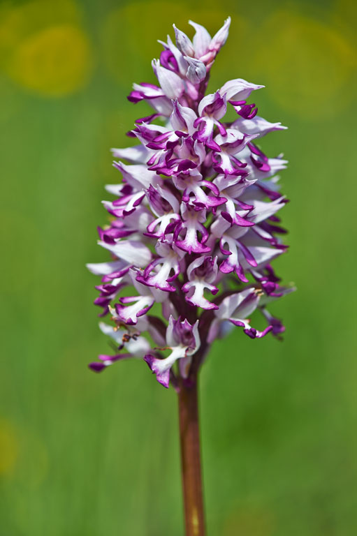 Orchis-militaris_50.jpg