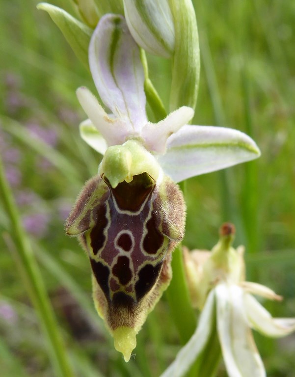 Ofride cornuta (ophrys scolopax)  Monti Sibillini 2014 (2).JPG