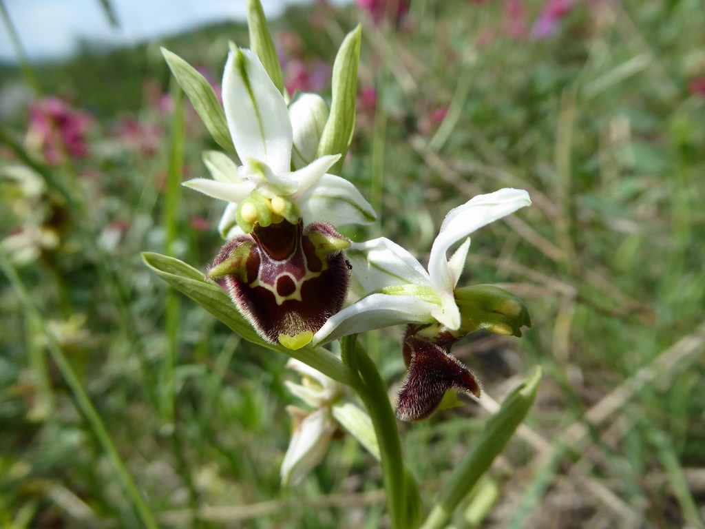 Ofride cornuta (ophrys scolopax) Grizzana Morandi 2015.JPG