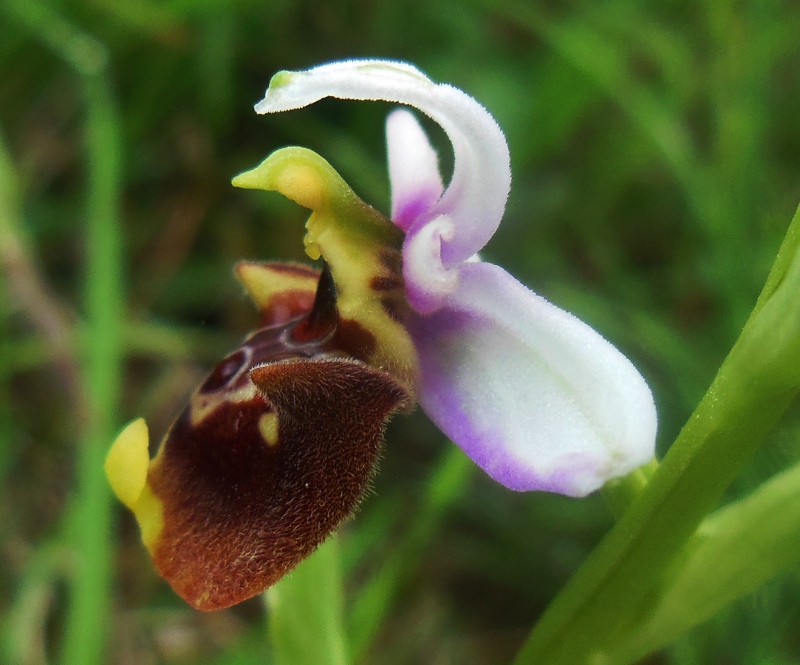 Ophrys holosericea subsp. apennina (3).jpg