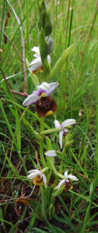 Ophrys holosericea subsp. apennina (4).jpg
