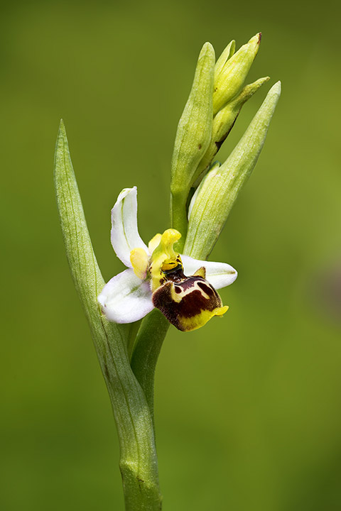 O. tetraloniae 02.jpg