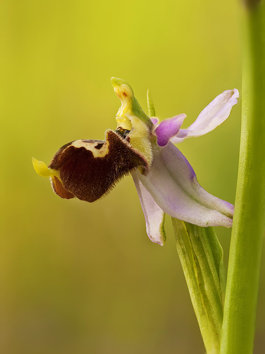 O. tetraloniae 01.jpg