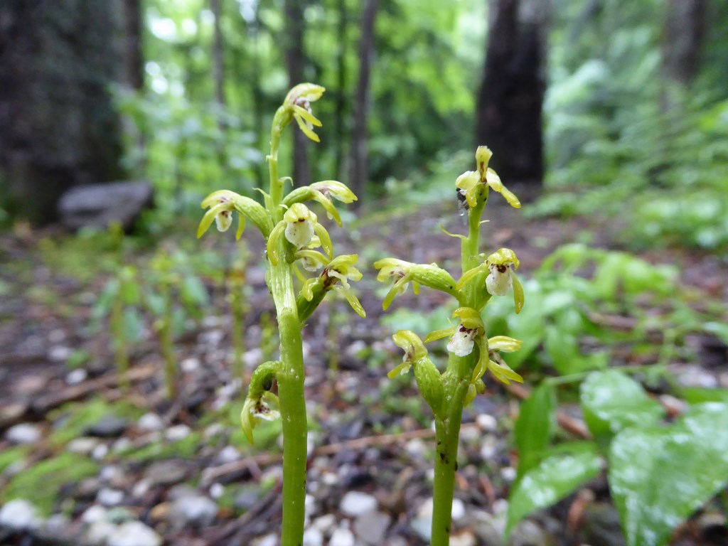 Corallorhiza trifida  Corno alle Scale 2015 (3).JPG