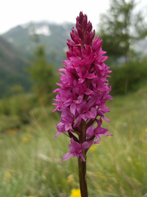 Nigritella rhellicani x gymnadenia odoratissima Pfelders 2014  (1).JPG