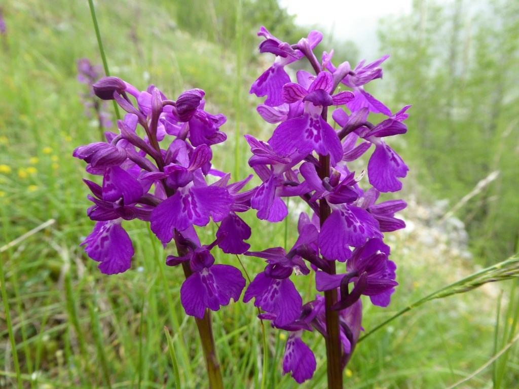 Orchis morio x mascula Sannio 2014 (1).JPG