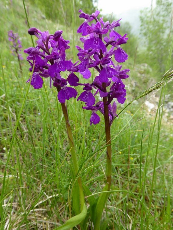 Orchis morio x mascula Sannio 2014 (2).JPG