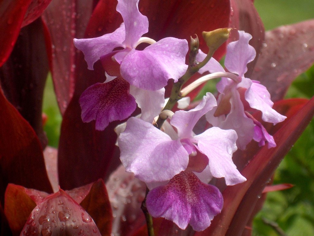 Hawaiian bamboo orchid Maui Hawaii 2005.JPG