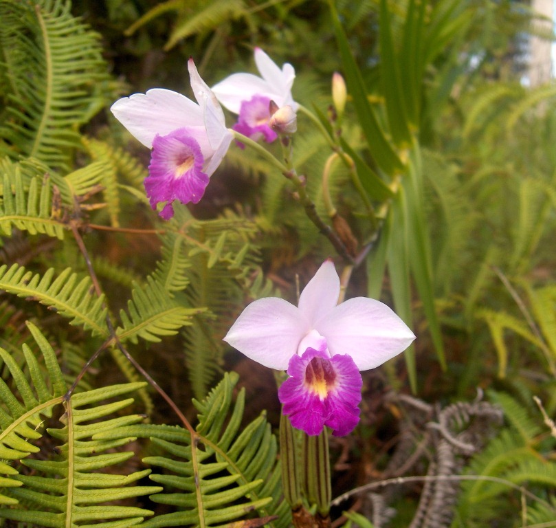 Orchidea lunga e secca Big Island Hawaii 2005.JPG