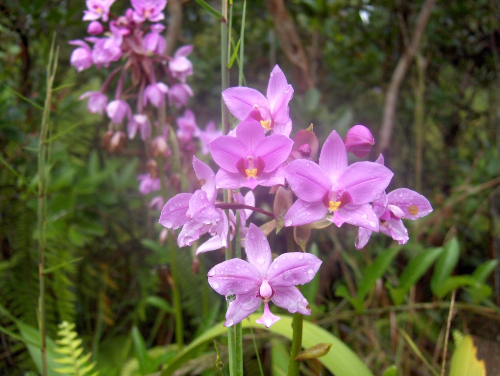 Orchidea selvatica Big Island Hawaii 2005.JPG