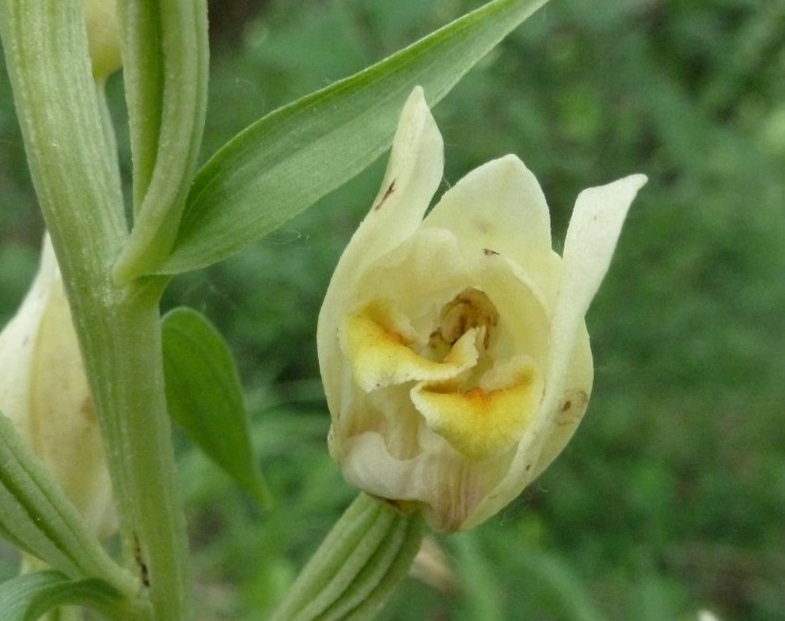 Cephalanthera damasonium con labello bifido Padova di Ronca  2015 (1).JPG