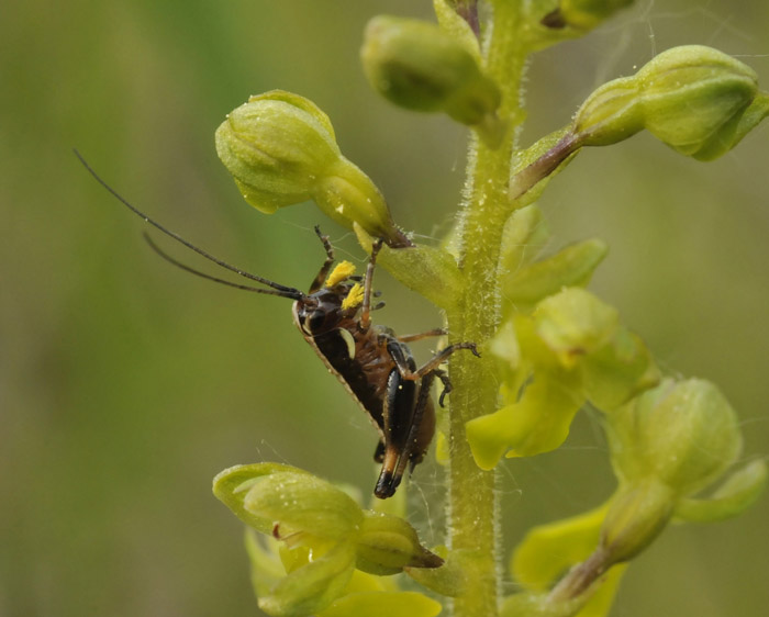 Ortottero su Listera ovata_DSC5567 .jpg