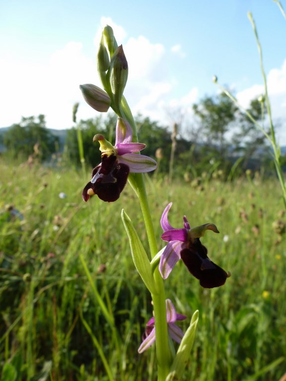 ophrys bertolonis  x  holosericea  Prati di Mugnano 2013 (1).JPG
