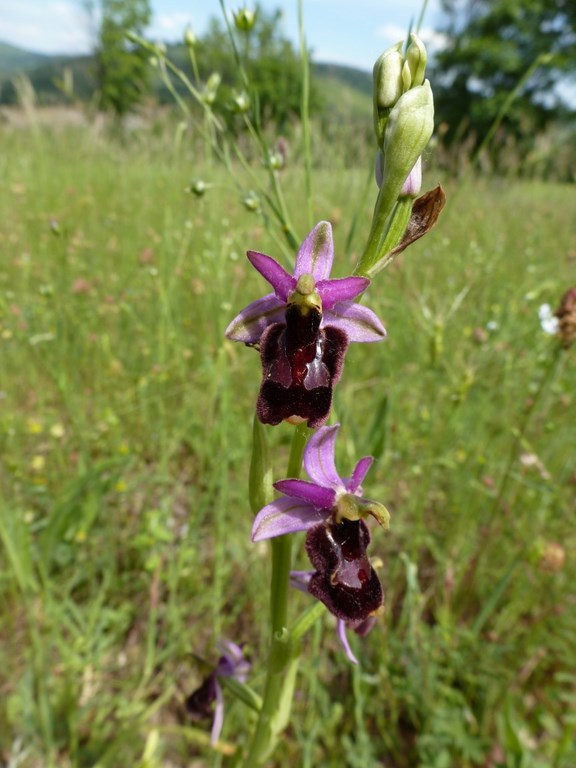ophrys bertolonis  x  holosericea  Prati di Mugnano 2013 (2).JPG