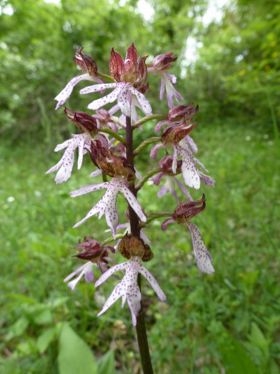 Orchidea purpurea x militare Monte Donato 2013.JPG