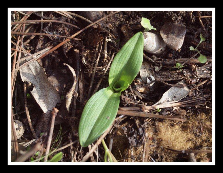 opheya lutea minor (2).jpg