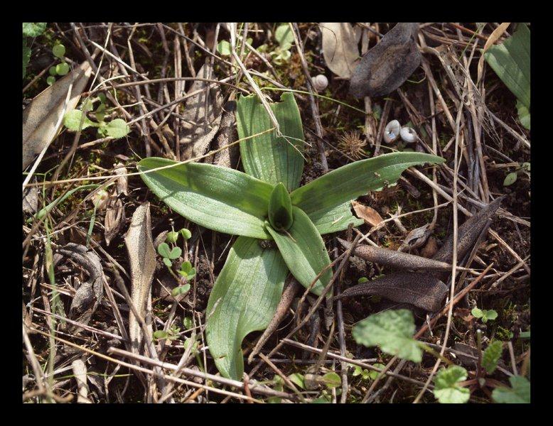 ophrys passionis (2).jpg