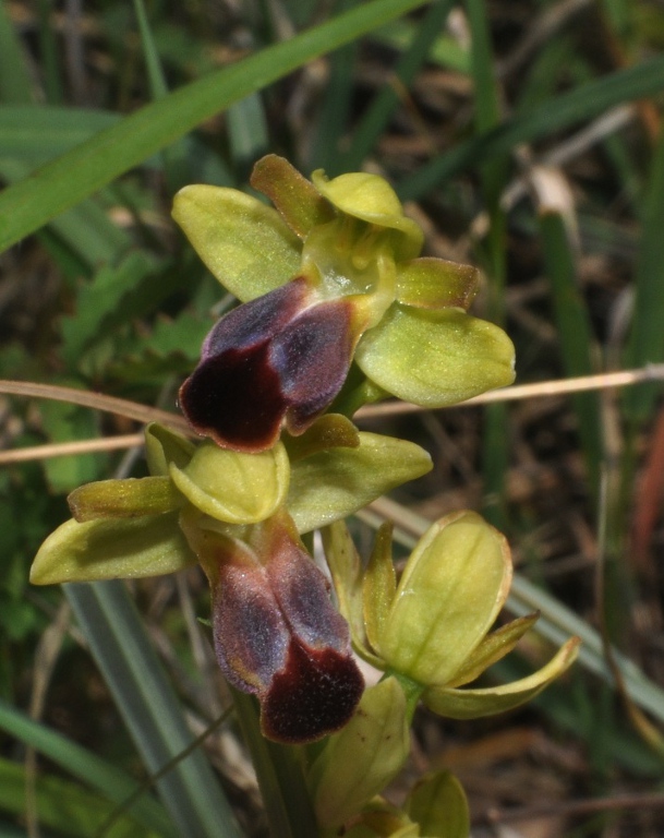 Ophrys fusca (5).jpg