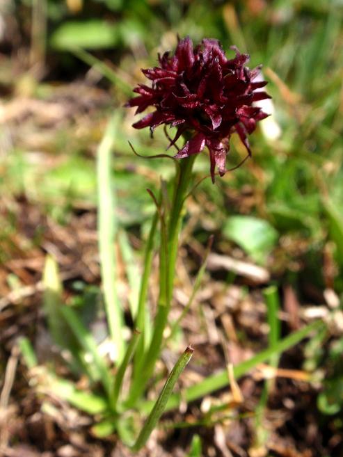 Nigritella austriaca a.jpg