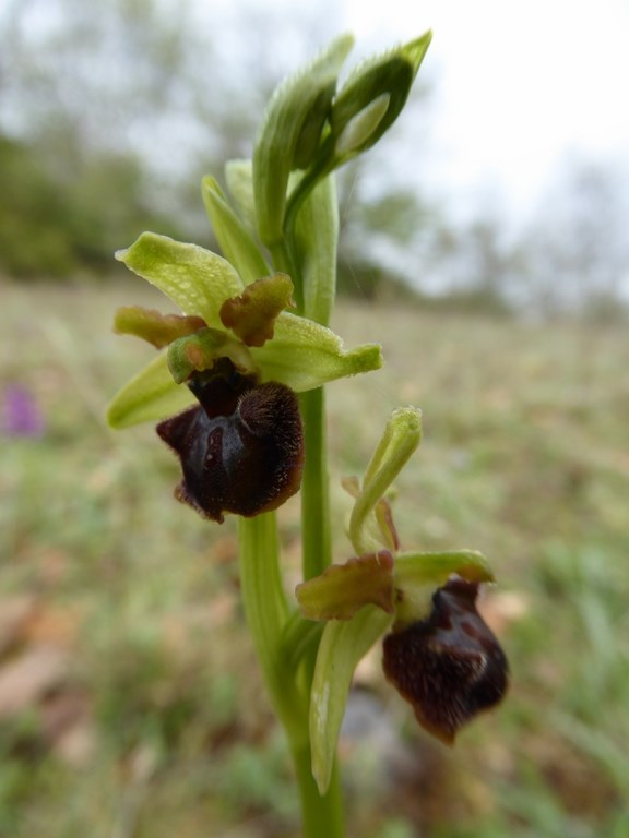 ophrys sphegodes (2).JPG