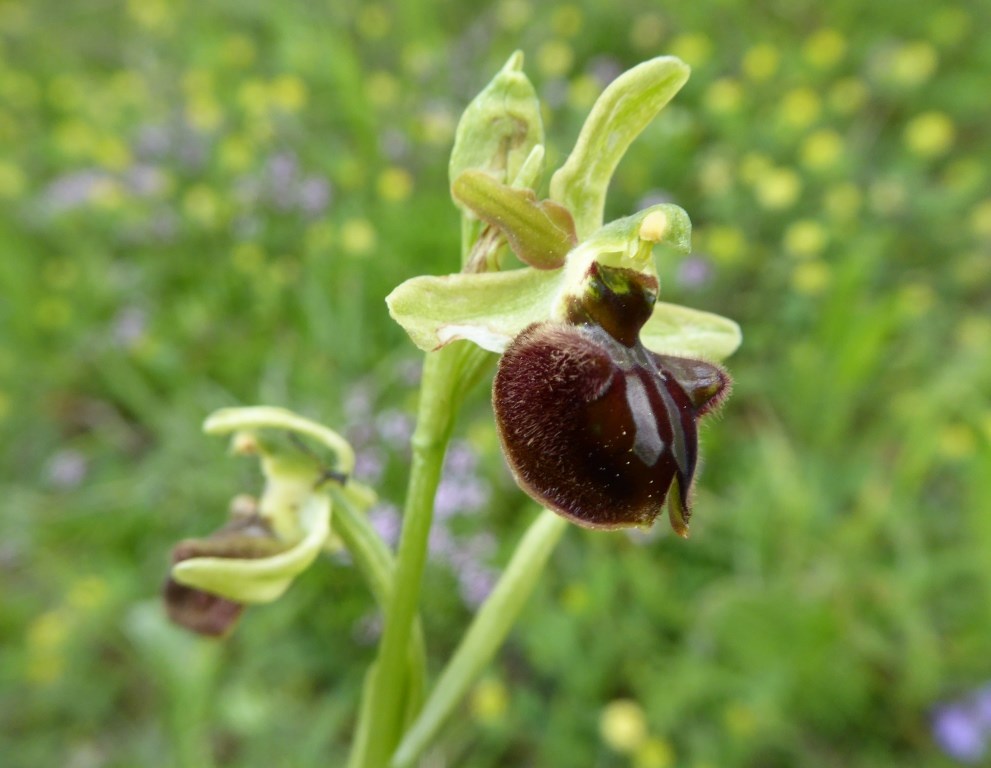 ophrys sphegodes (3).JPG
