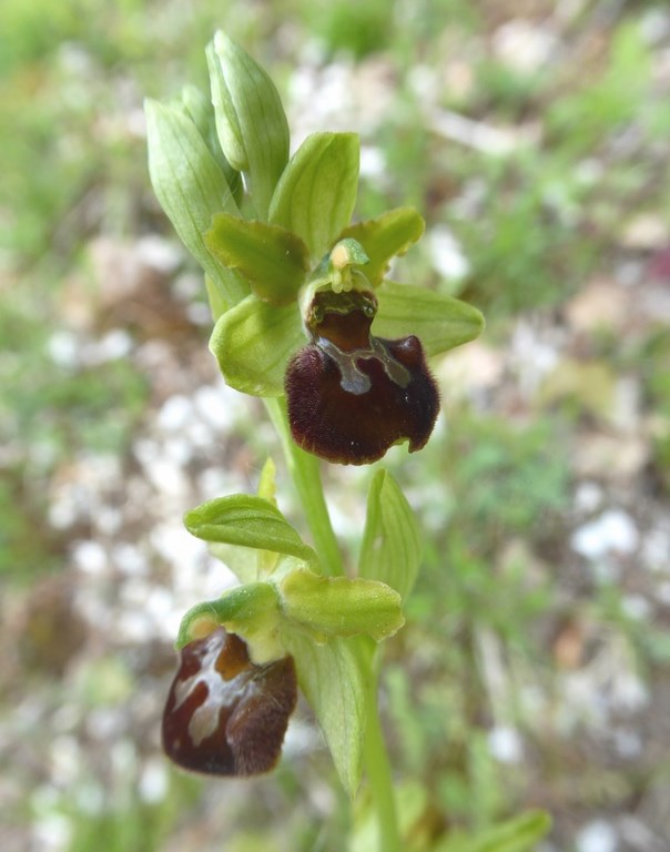 ophrys sphegodes (4).JPG