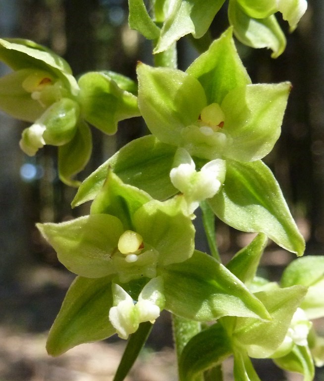 Epipactis flaminia o muelleri (3).JPG