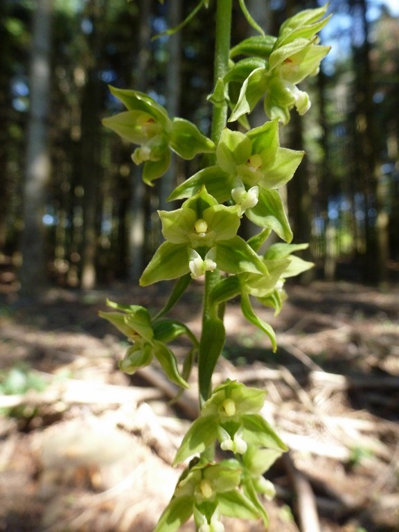 Epipactis flaminia o muelleri (4).JPG