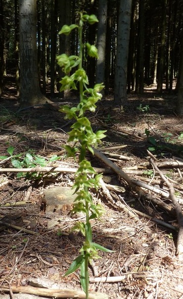 Epipactis flaminia o muelleri (5).JPG